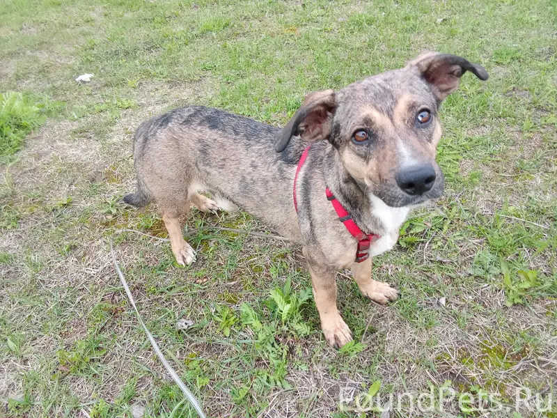 Найден метис таксы, мкр. Крутые Ключи, Самара