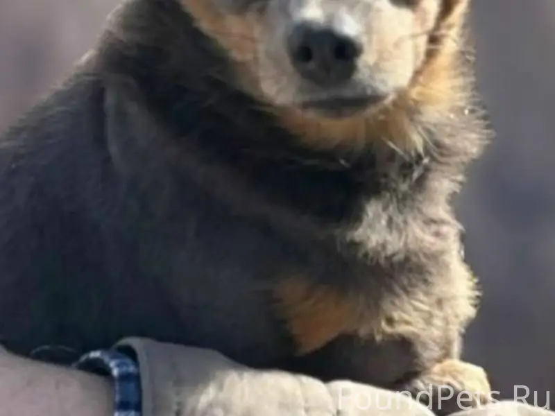 Пропала Русский той Тося, Иркутск, район 4-й Советской