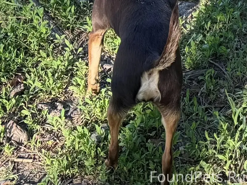 Пропал той-терьер Дени, Заветы Ильича