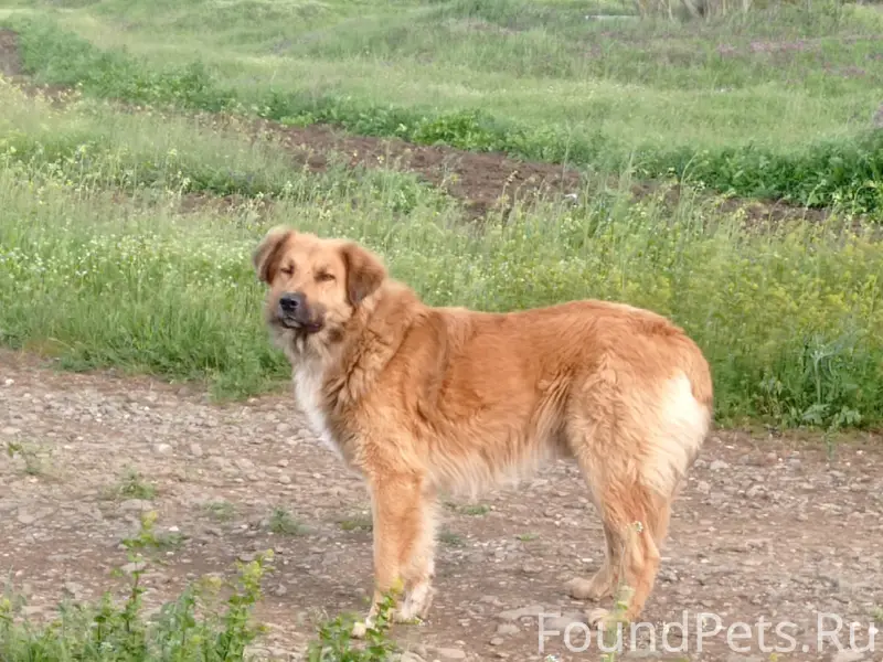 Пропал кабель, с. Пятихатка Красногвардейского района