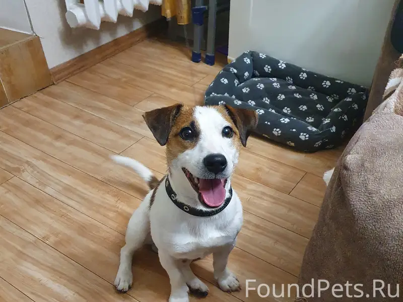 Найден кобель породы Джек Рассел, Черниковка