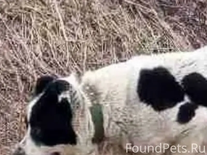 Пропал алабай, Элеваторная