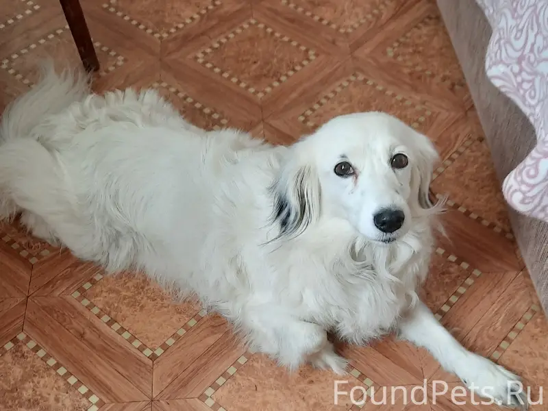 Пропала собака, Автозаводский район