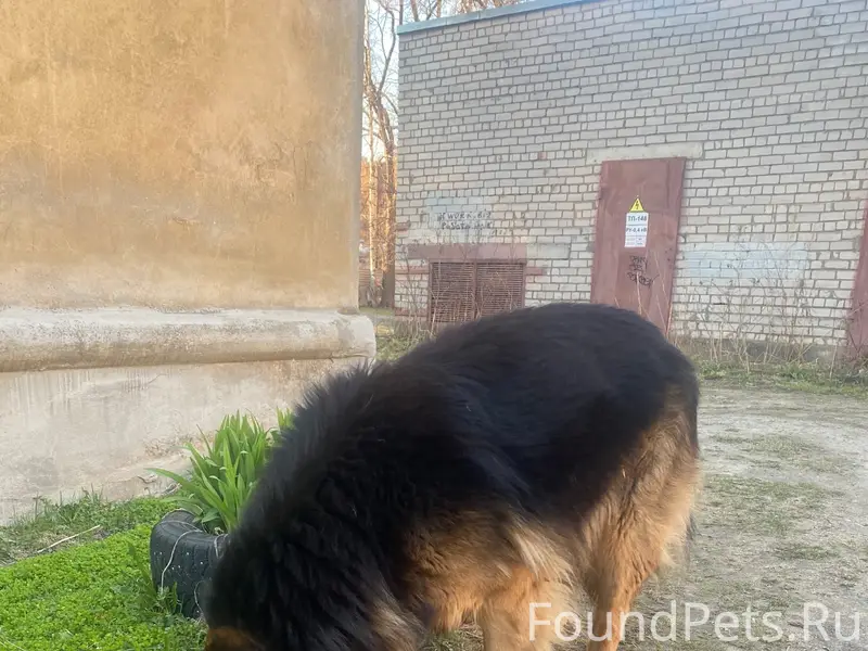 Найден пёс, район Дальняя 33