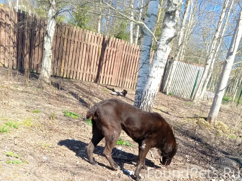 Найден породистый пёс, деревня Антелево