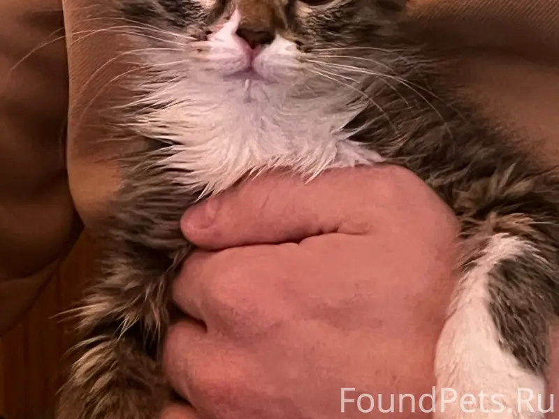 Пропал котёнок Каспер, Тверь