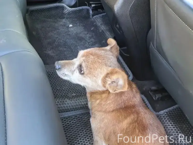 Найден тип собака, Боршодская