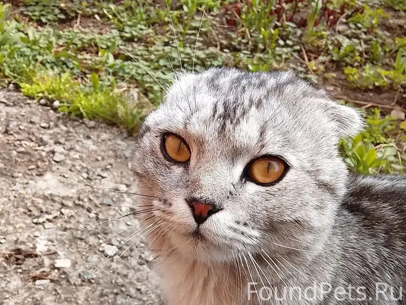 Найден вислоухий кот, ЧМЗ