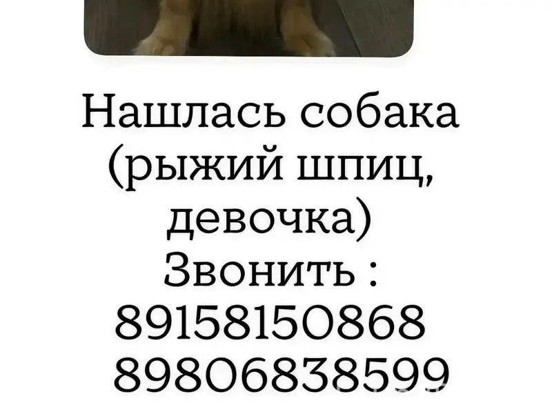 Найден тип собака, район Постышева-Колесанова