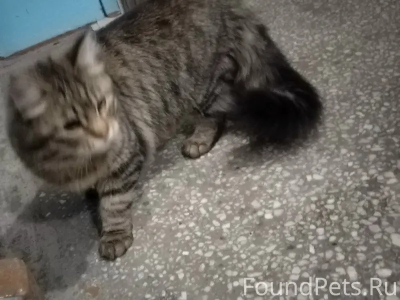 Найдена кошка, Железнодорожный район