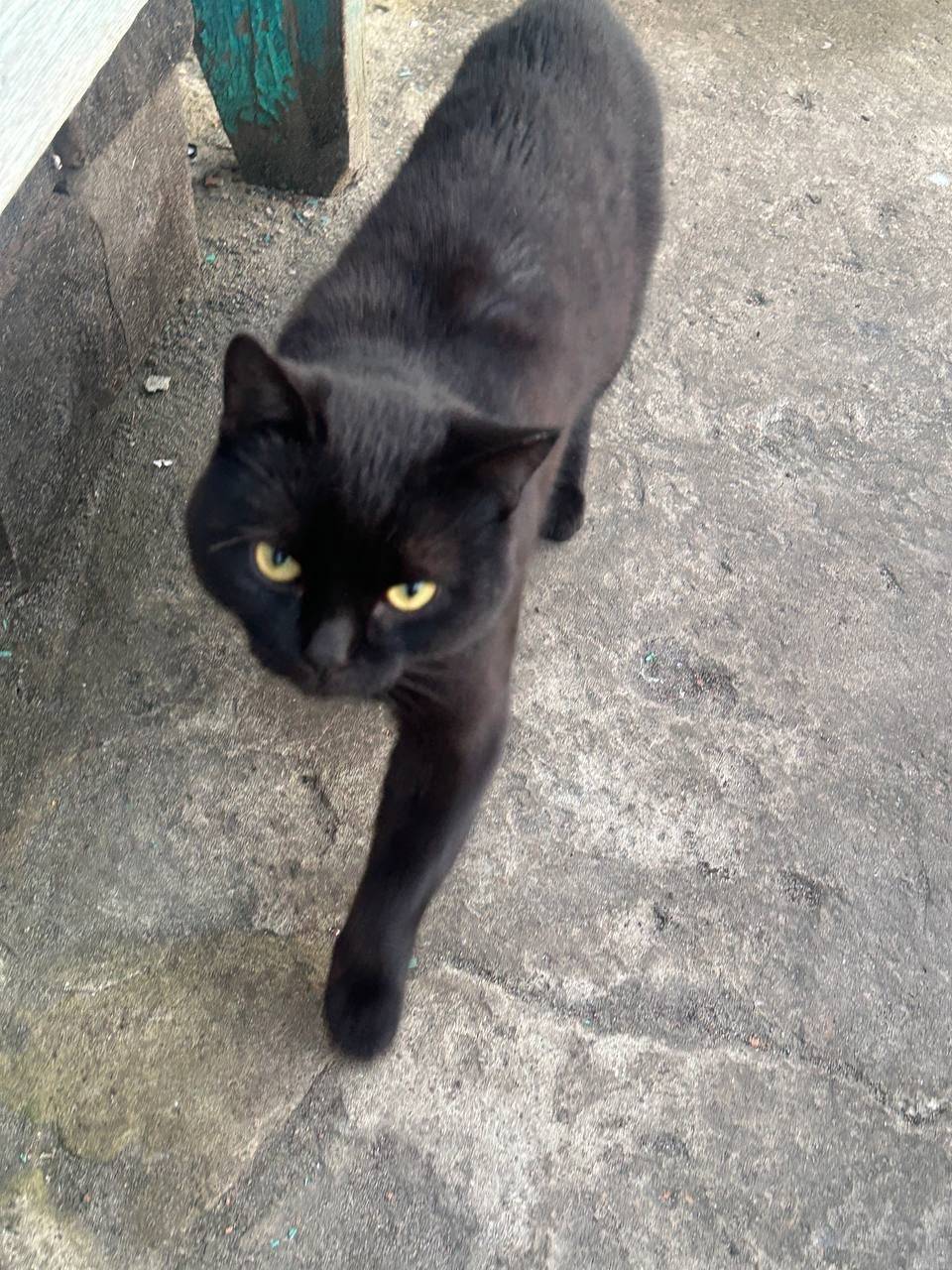 Найден чёрный кот, улица Дючковой