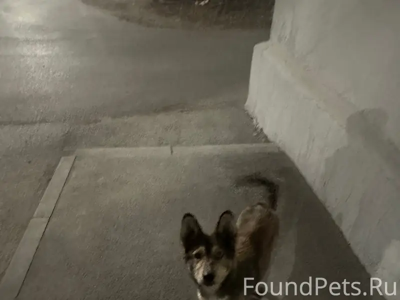 Найден пёс, Ныдинской