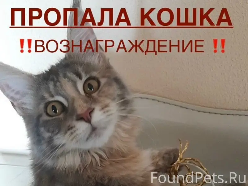 Пропала кошка Мейн-Кун Мася, г. Сегежа
