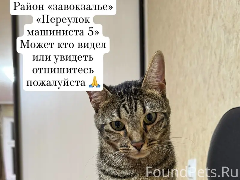 Пропала кошка Клёпа, Завокзалье