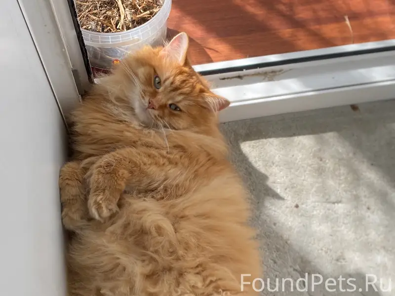 Пропал кот Вася, Шанхай (ул. Полевой проезд)