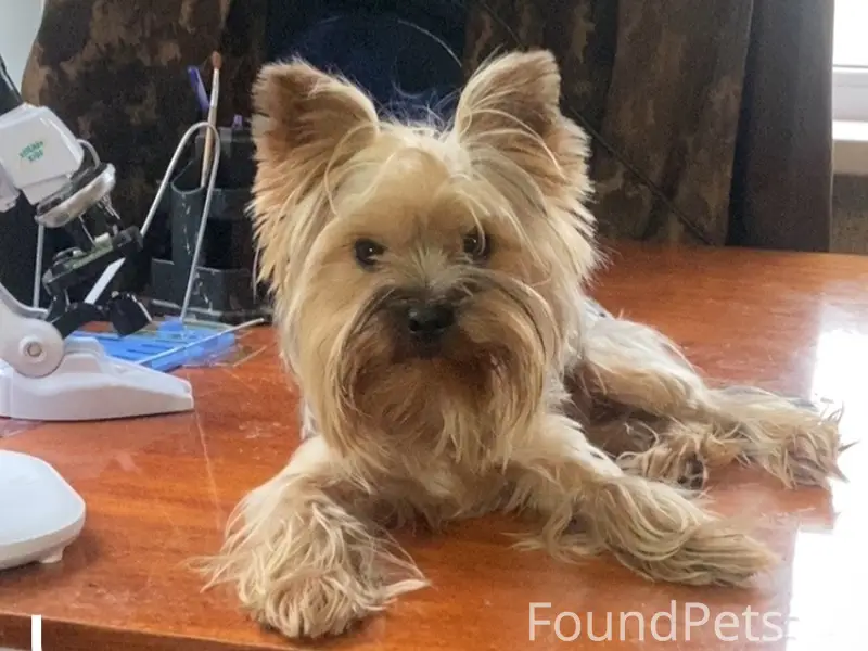 Пропал йорк Юра, ст. Добринка