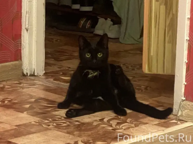 Пропал кот Кузя, Луначарского