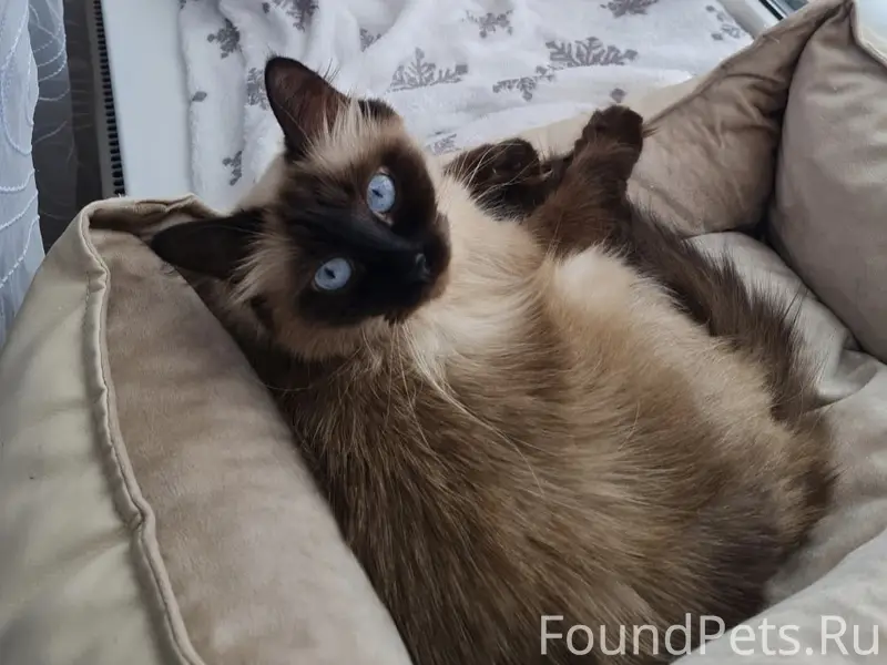 Пропала сиамская кошка Ваниля, Моркваши