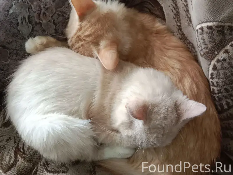 Пропал рыжий кот