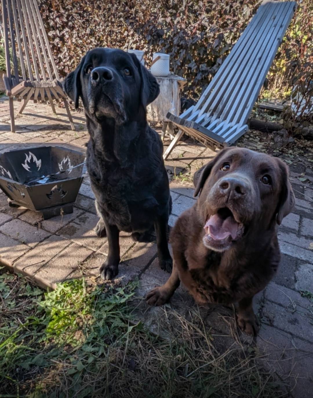 Пропали лабрадоры Марли и Феня, Гагарина-Лесопарковая