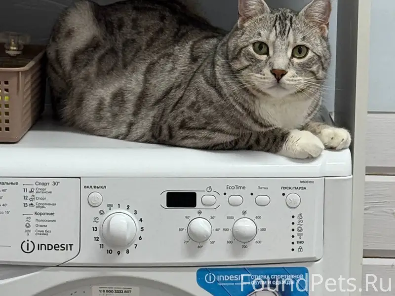 Пропал кот, серый с пятнами, Маршала Жукова 165Б