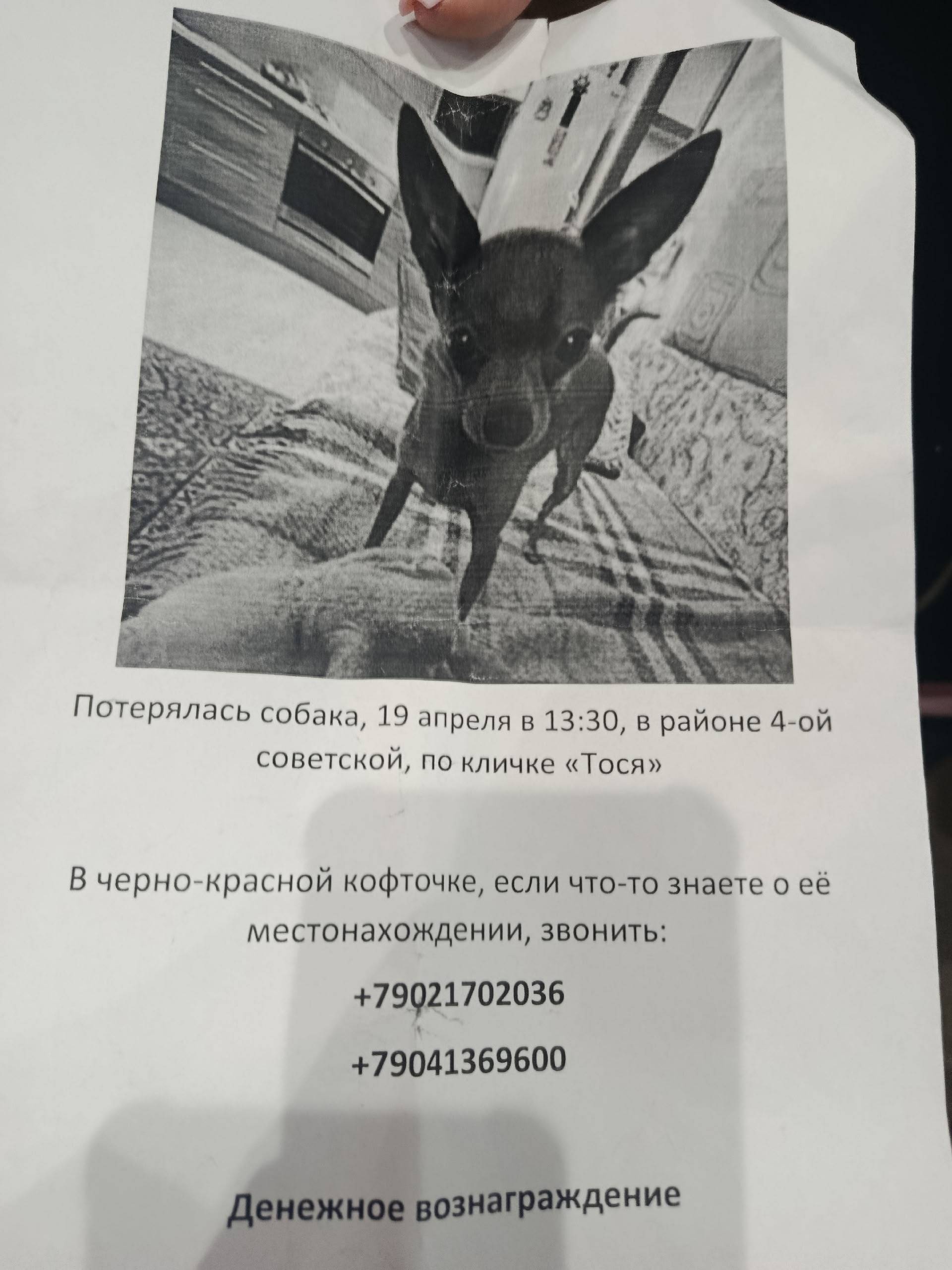 Пропала собака Тося, 4-я Советская