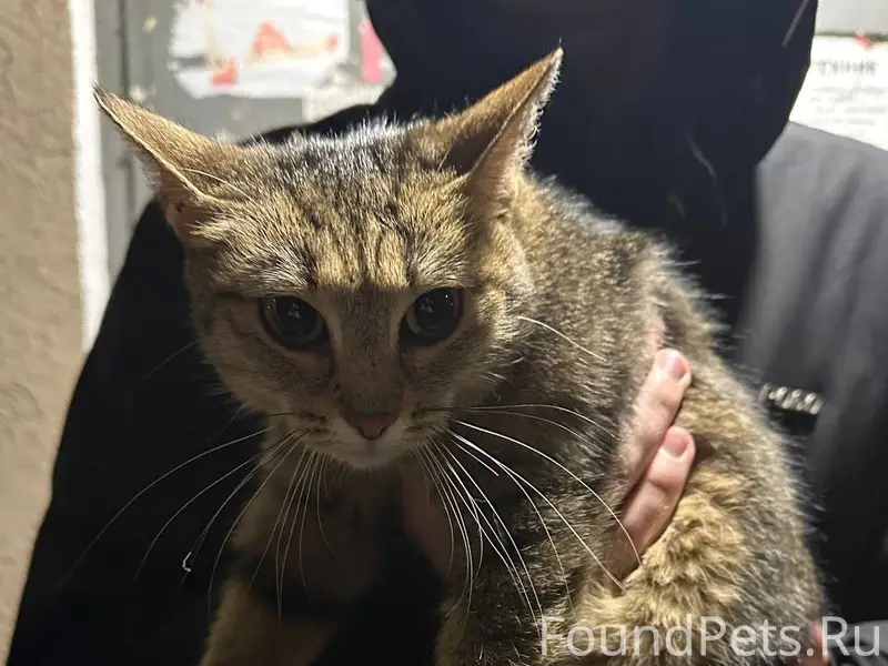 Найдена кошка, Юбилейный бульвар 11
