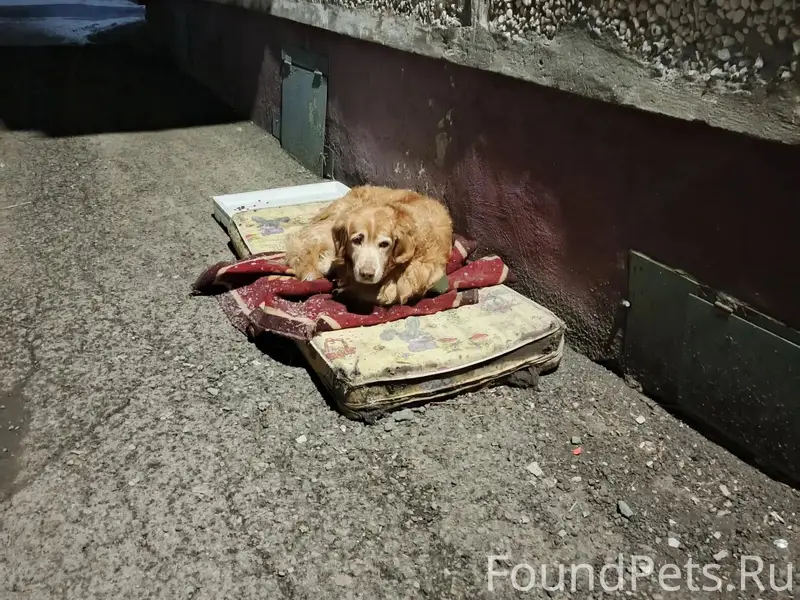 Рыжий взрослый пес прибился к дому, ждет ищет своего хозяина, ошейник , бирка на нем 