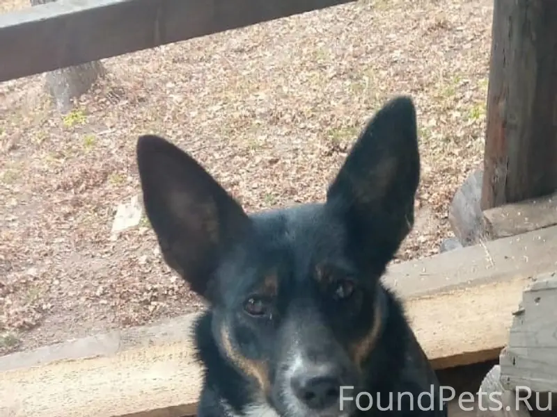 Пропала собака Альма, Якшур-Бодьинский тракт