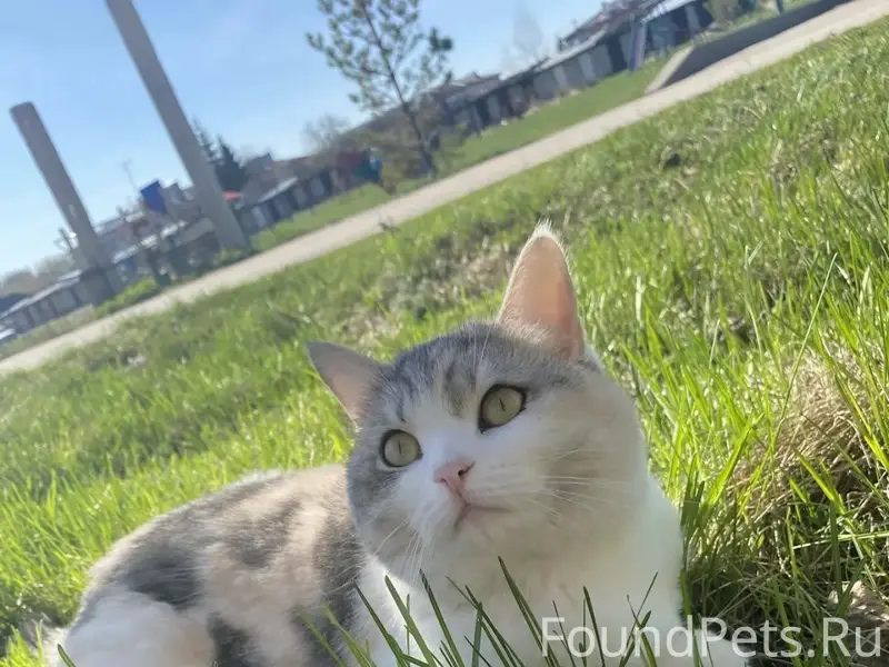 Пропала кошка Плюша, Светлое Поле