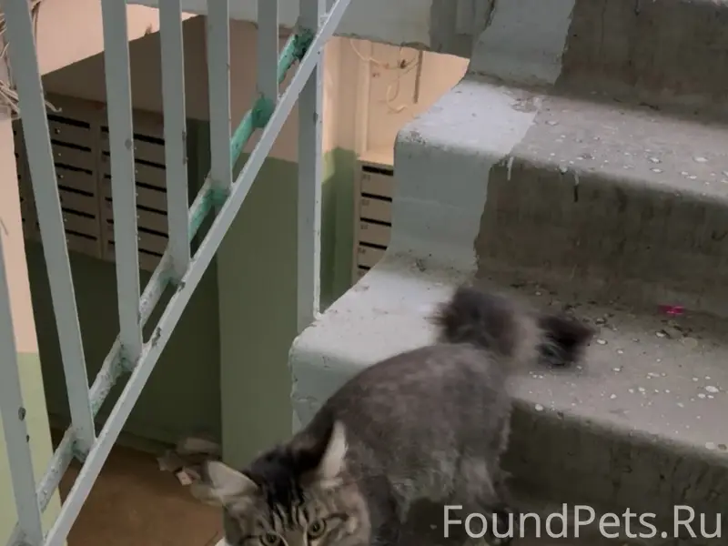 Найден кот, Советский район