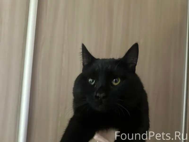 Найден кот, Ленинский район, Трубников 33