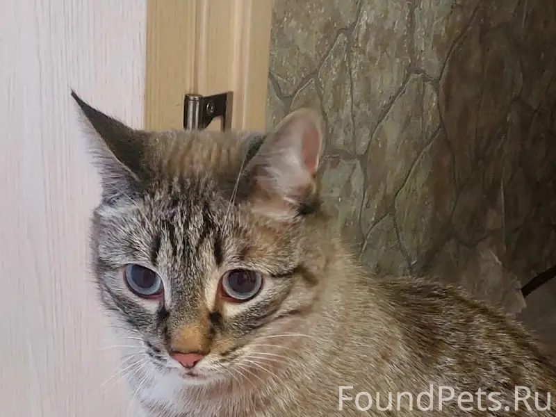 Найден кот, Петракова 45, Кузнецкий район