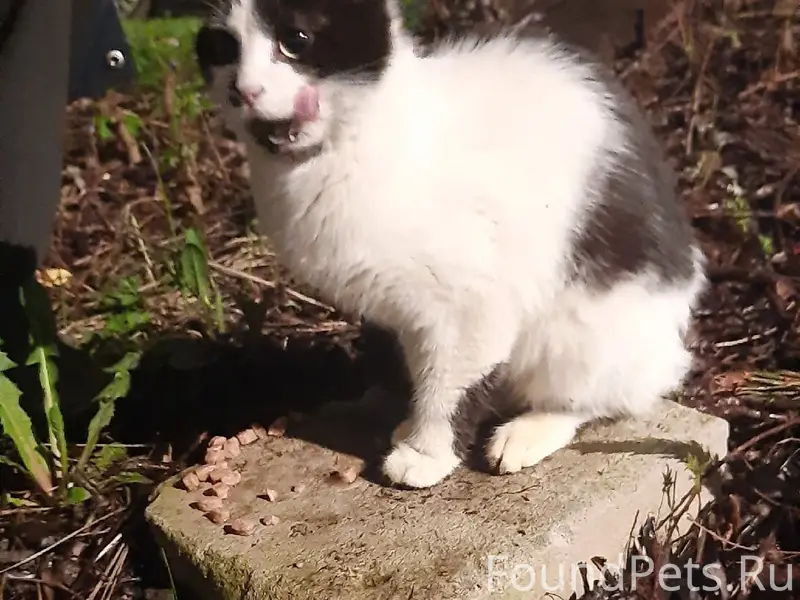 Найдена кошка, Электросталь, улица Пушкина