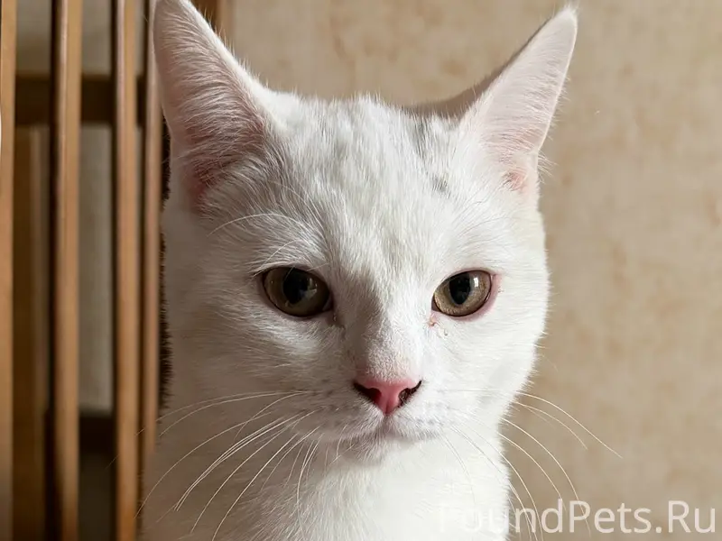 Найден котёнок, 5–6 месяцев