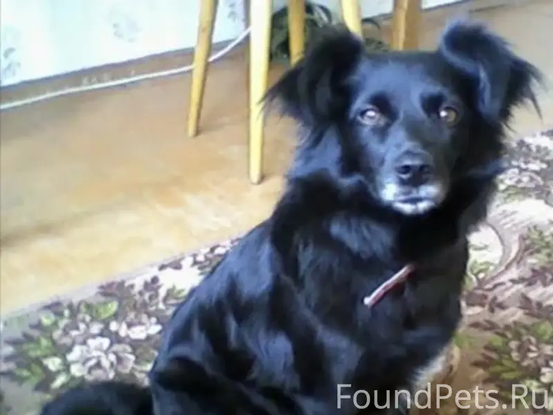 Пропала дворняга Нюша, Орехово-Зуево