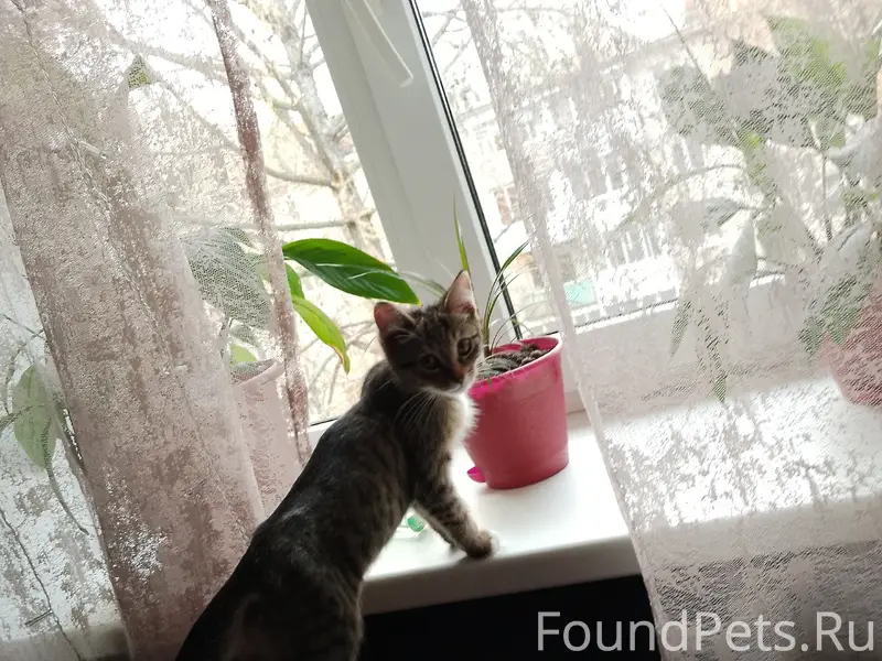 Пропал кот Маркиз, улица Революции