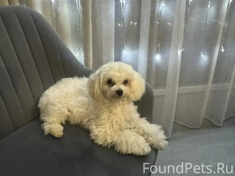 Пропала Мальтипу Мила, Пеньки