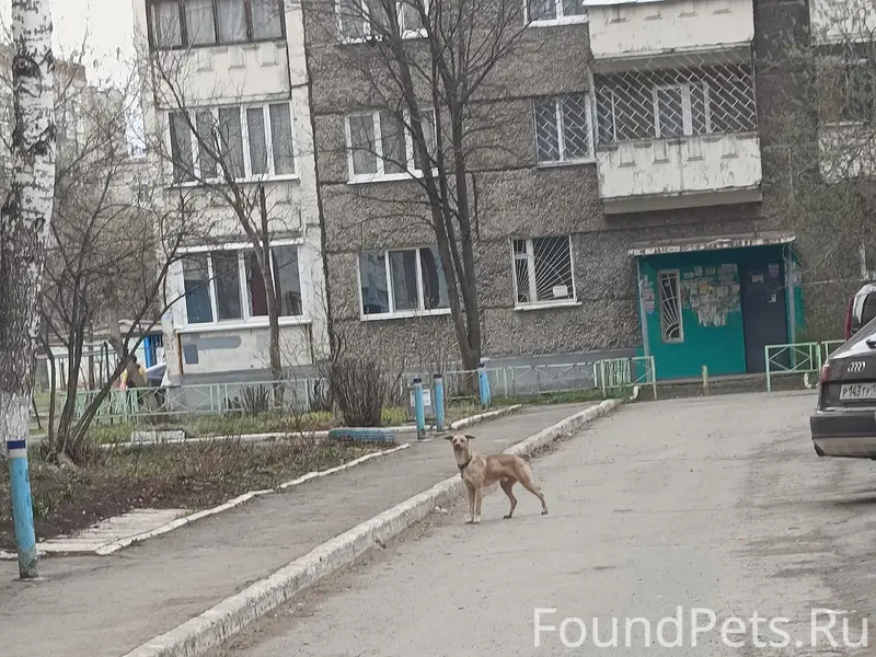 Найденна собака, ул. Молодёжная