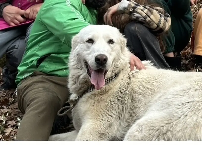 Пропала алабай Буся, Инкерман