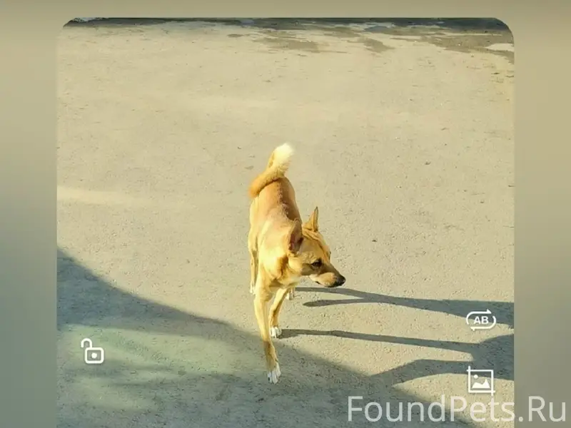 Пропал Тайсон, Майский/Княгинино