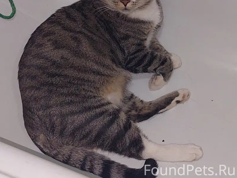 Пропал кот Гоша, улица Школьная