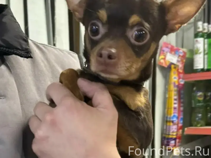 Найден пёс, Новосемёнковская, 24