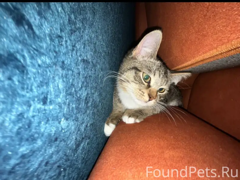 Пропал кот Маркиз, микрорайон Бор