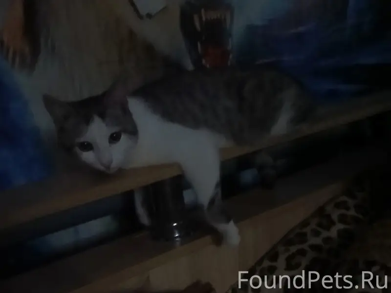 Пропал кот, район улицы Лесной