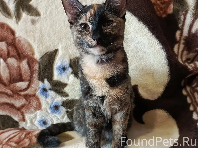 Пропала кошка Мари, пр. Ленина 82