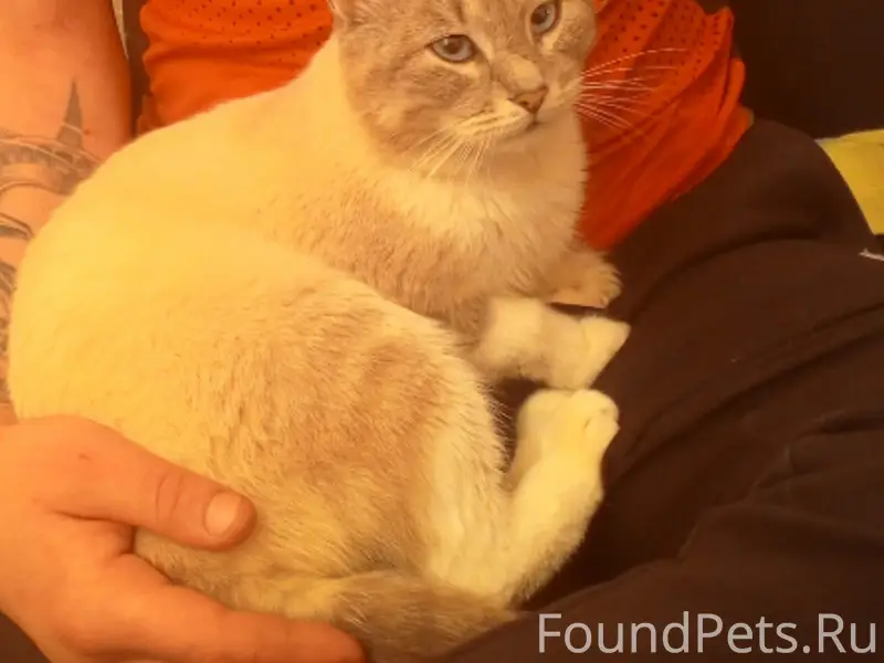 Найден котёнок, Локомотивный