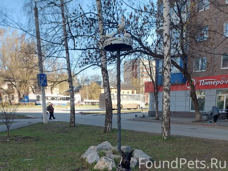 Пропал кобель, Иглинский район