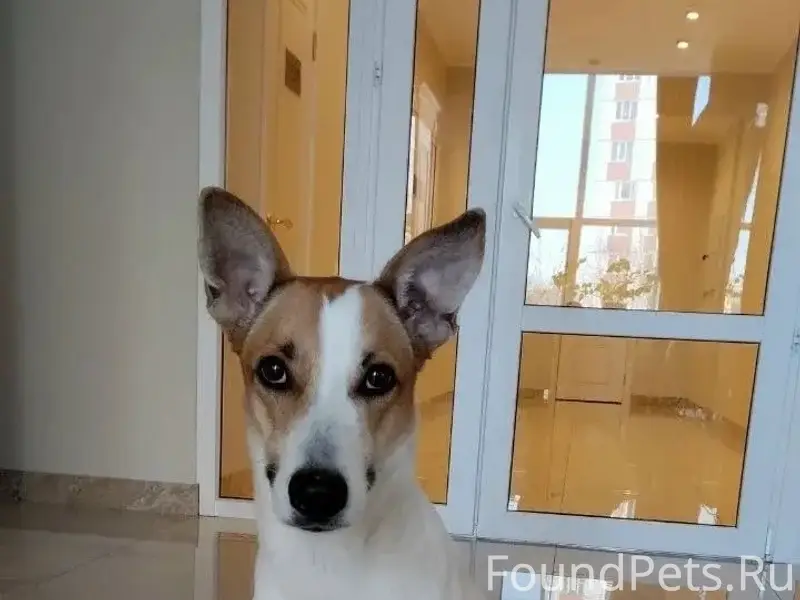 Пропала собака Абби, Озёрный