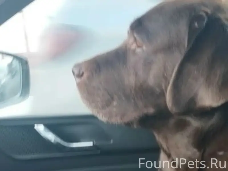 Пропал лабрадор Боб, район с Лекарево